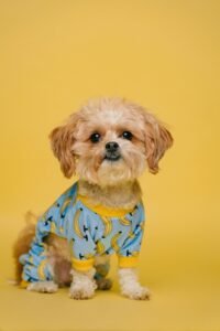 A calm dog resting at home next to a workspace