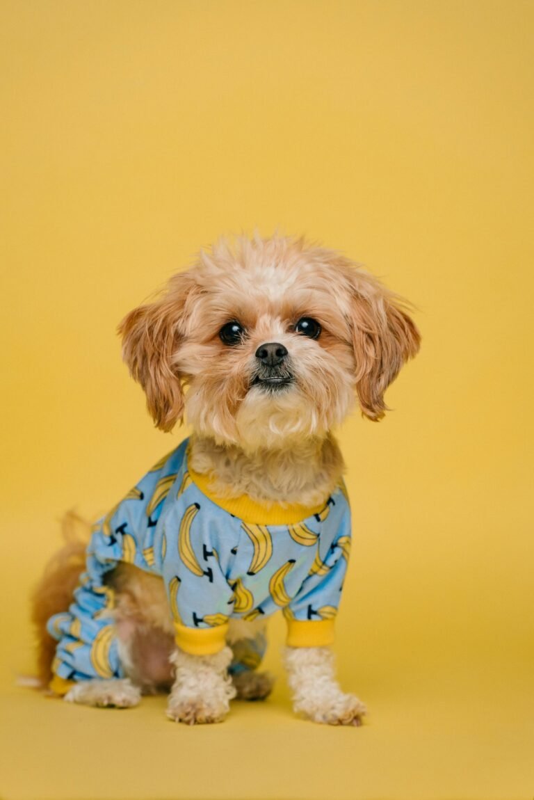 A calm dog resting at home next to a workspace