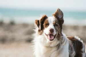 A calm dog making eye contact with their owner during a training session