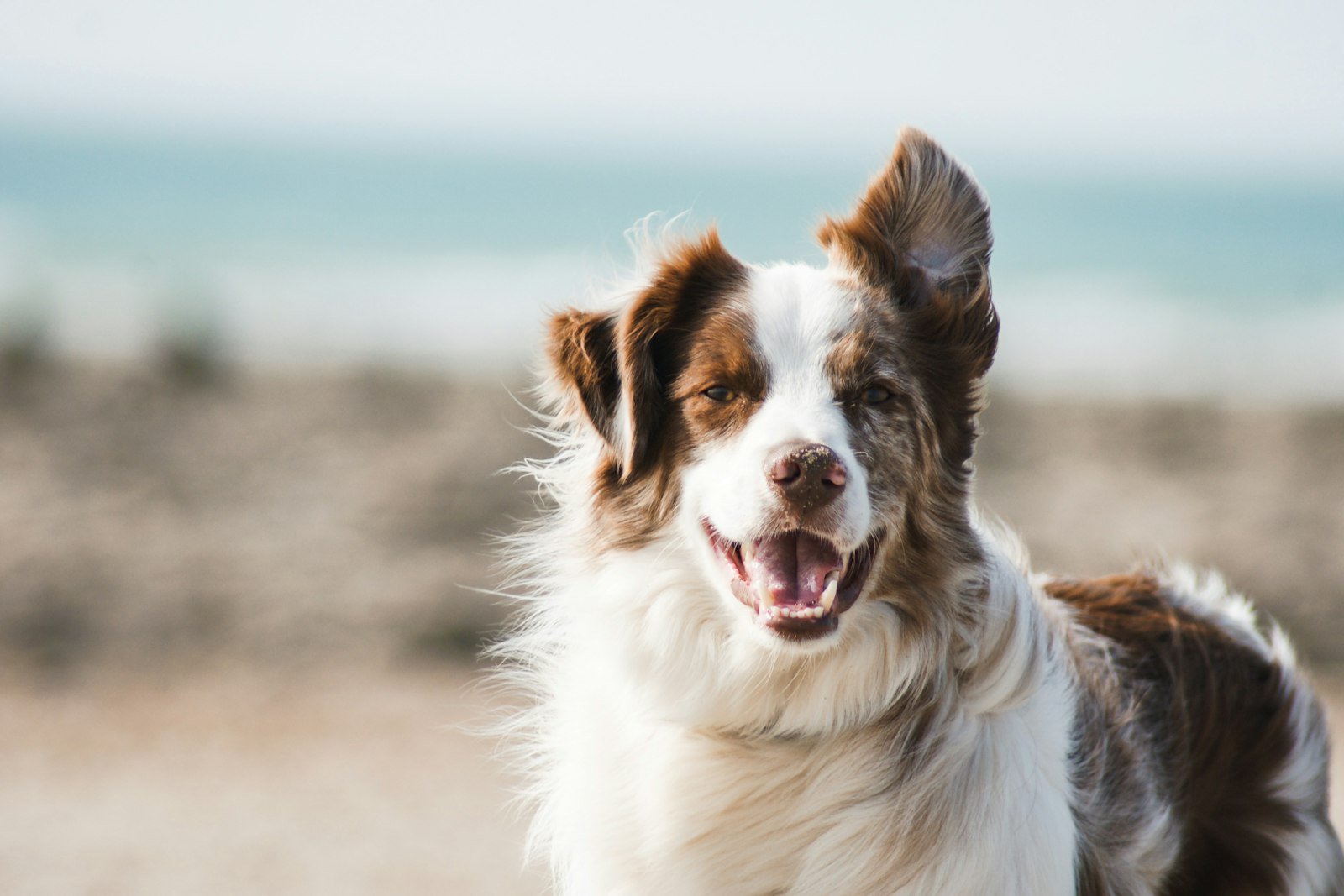A calm dog making eye contact with their owner during a training session