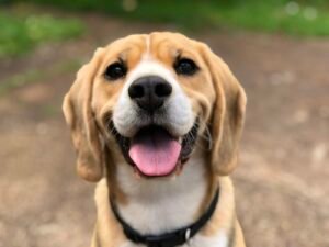 A calm dog walking with a leash and simple gear